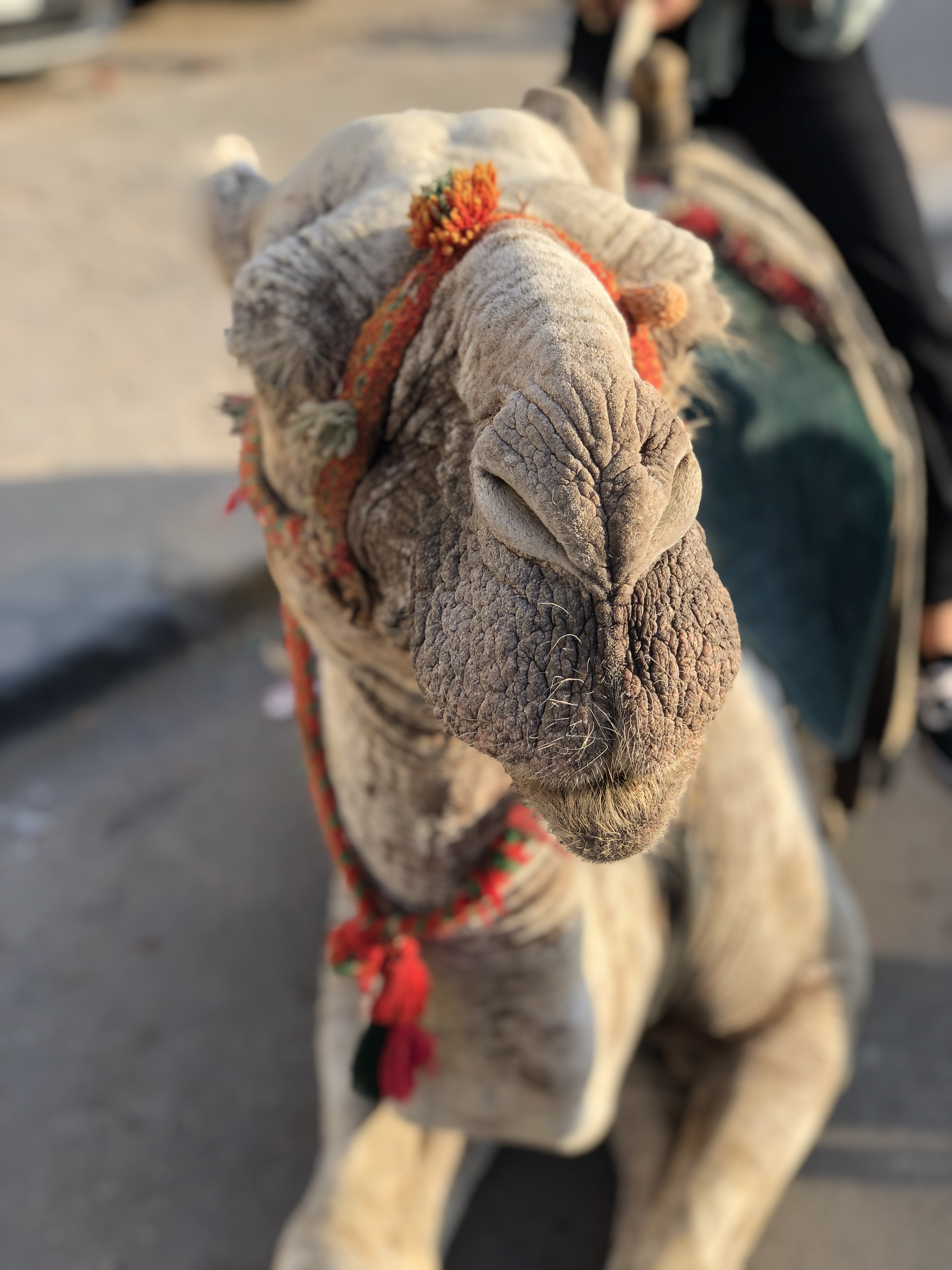 Camel near the pyramids in Egypt