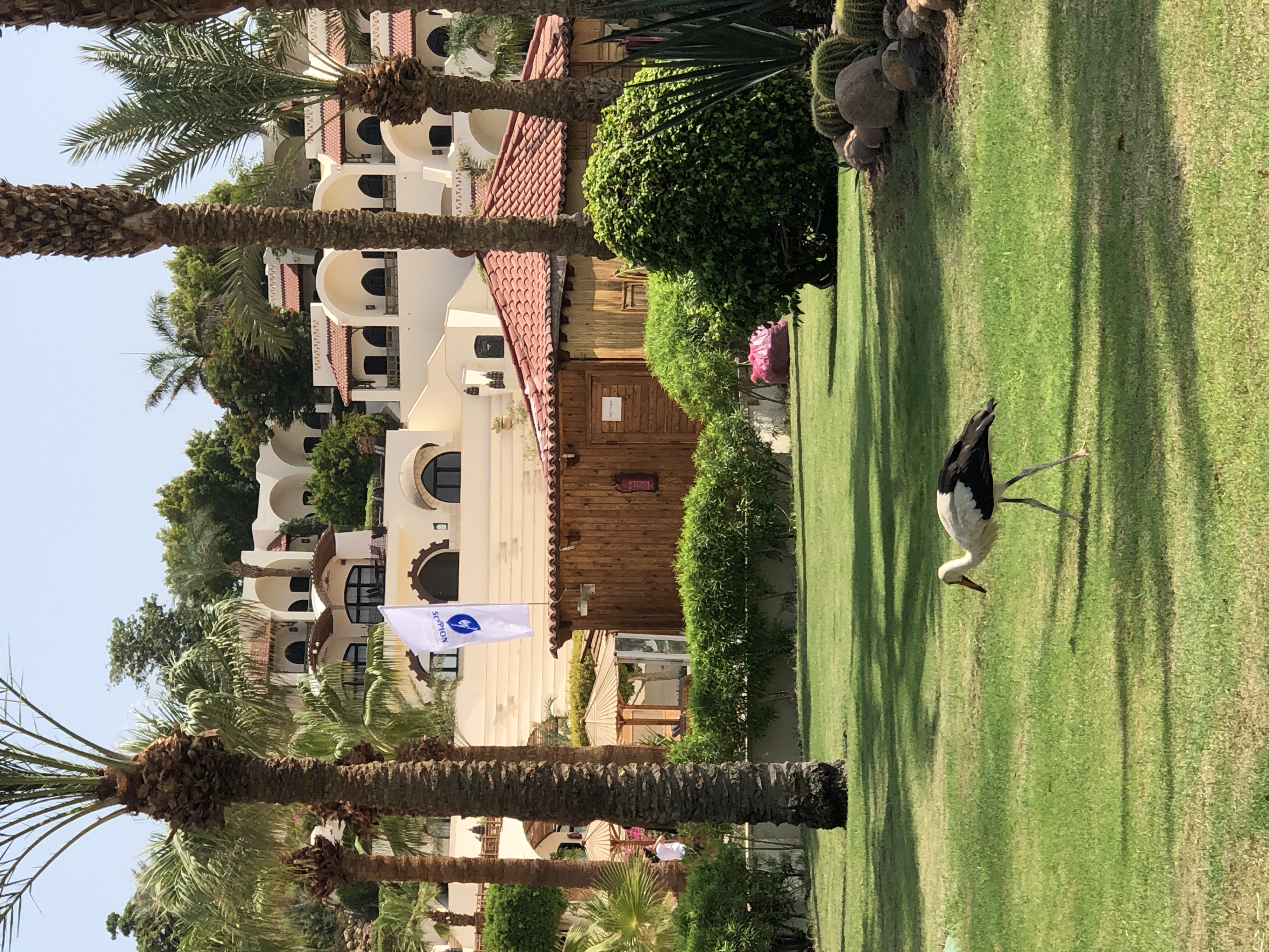 Flamingo in Egypt